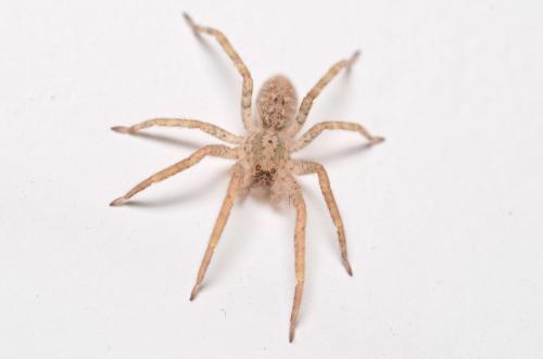 Zoropsis sp.