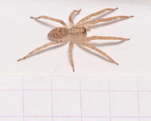 Zoropsis sp.