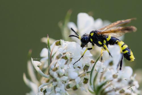 Réf. 91 360 : Tenthredo marginella