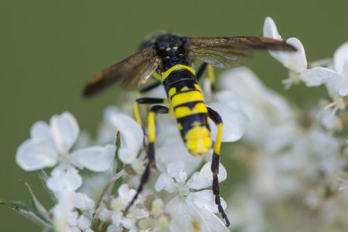 Tenthredo marginella