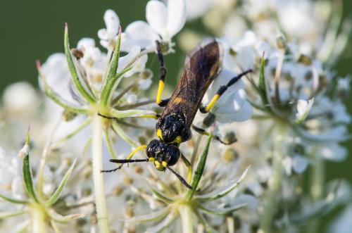 Tenthredo marginella