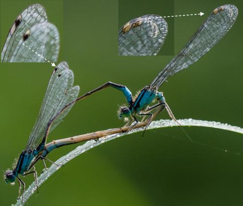 Ischnura elegans
