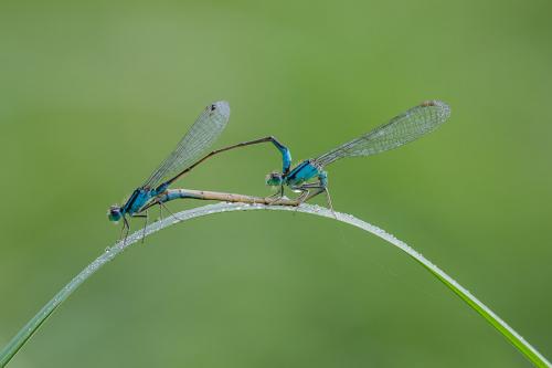 Ischnura elegans