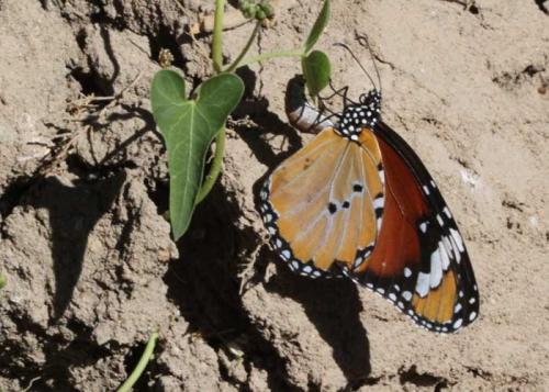 Réf. 91 485 : Danaus chrysippus