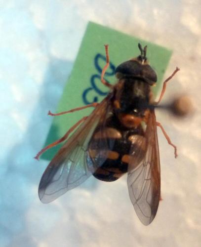 Chrysotoxum intermedium