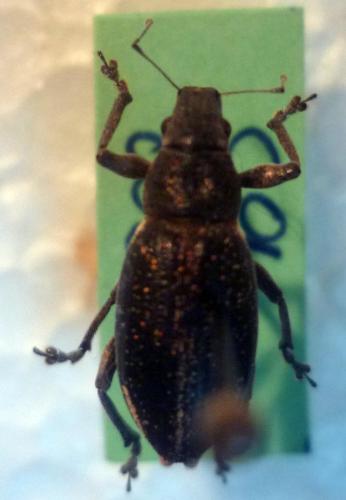 Brachyderes lusitanicus