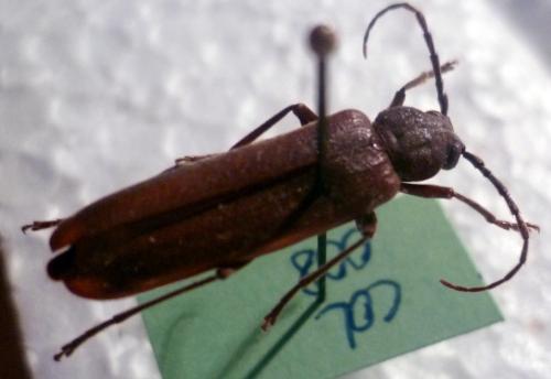 Arhopalus rusticus