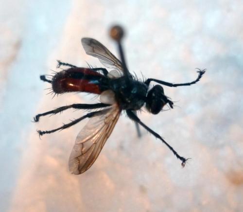 Cylindromyia bicolor