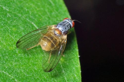 Palloptera sp.