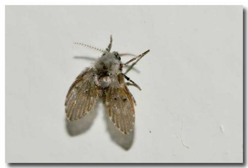 Réf. 91 635 : Clogmia albipunctata