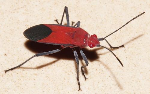 Leptocoris mutilatus