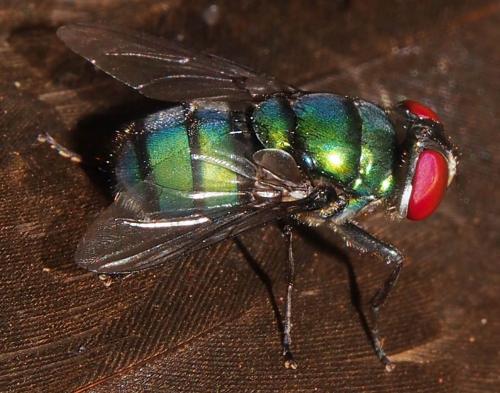 Réf. 91 432 : Chrysomya albiceps