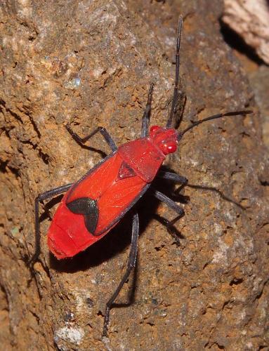 Leptocoris mutilatus