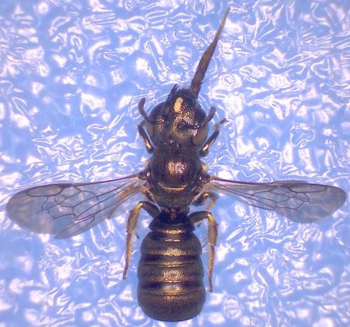Ceratina dallatorreana