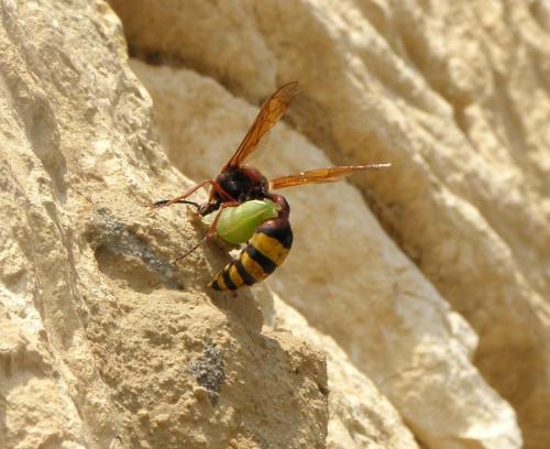 Réf. 91 391 : Delta unguiculatum