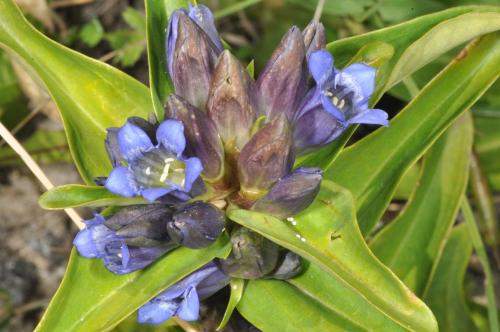 Phengaris alcon rebeli