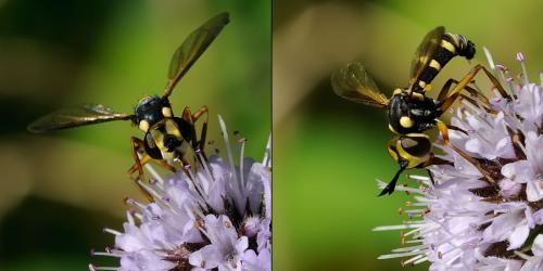 Conops scutellatus