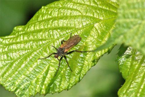 Empis sp.