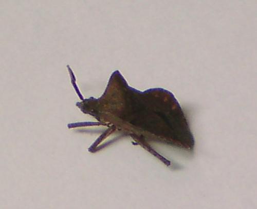 Réf. 91 930 : Coreus marginatus