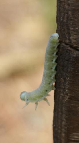 Pseudoclavellaria amerinae