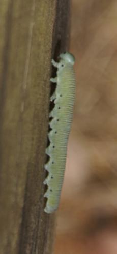 Réf. 91 056 : Pseudoclavellaria amerinae