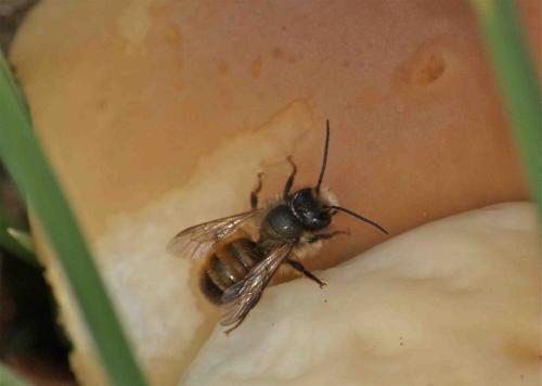 Osmia sp.