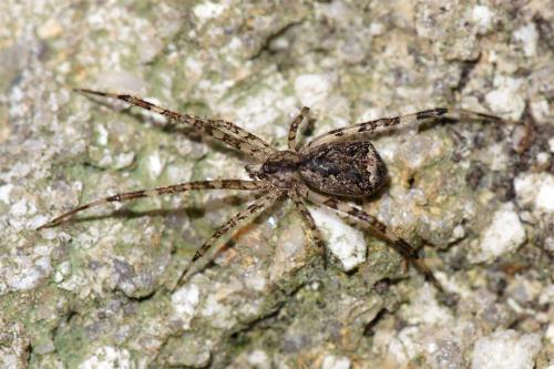 Episinus maculipes