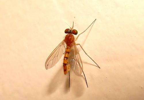 Réf. 91 140 : Sciapus sp.
