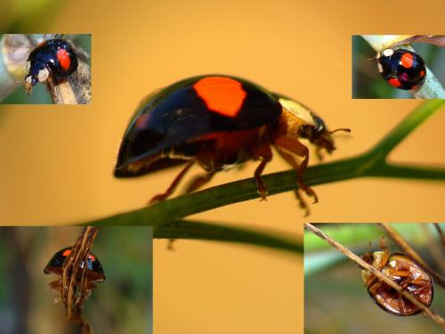 Harmonia axyridis