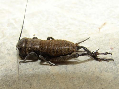 Gryllus campestris