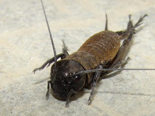 Gryllus campestris