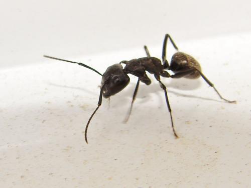 Camponotus vagus