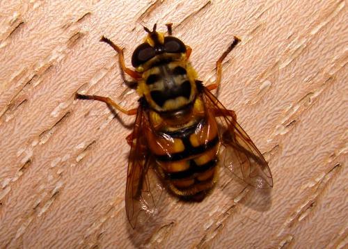 Myathropa florea
