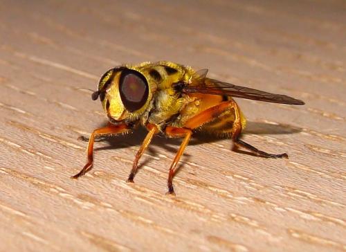 Réf. 91 983 : Myathropa florea