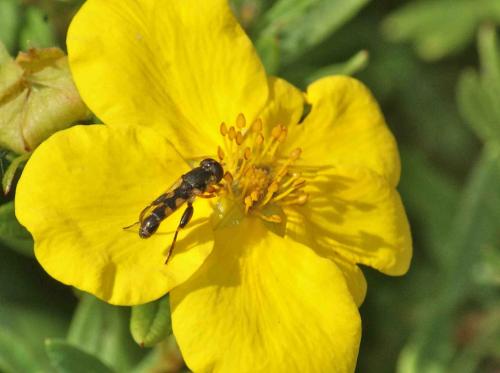 Syritta pipiens
