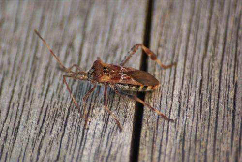 Leptoglossus occidentalis