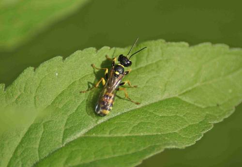 Mellinus arvensis