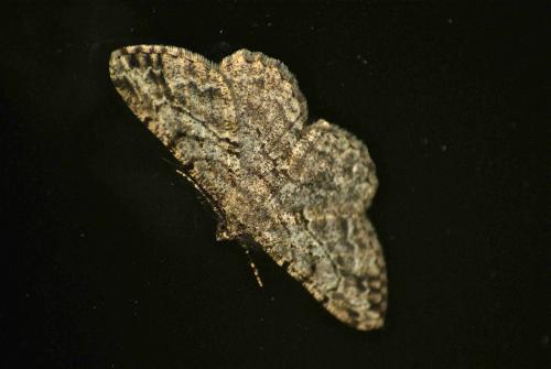 Réf. 91 885 : Peribatodes rhomboidaria