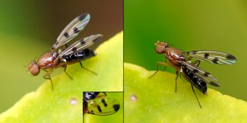 Geomyza tripunctata