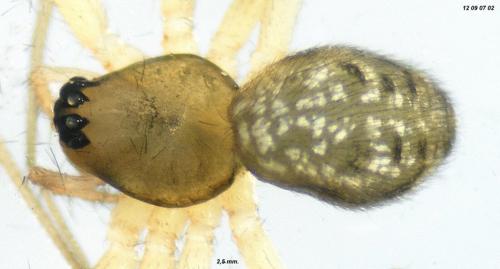 Tenuiphantes tenuis