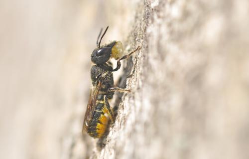 Heriades truncorum
