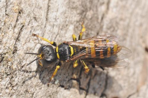 Ectemnius cephalotes
