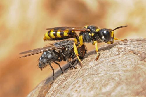 Ectemnius cephalotes