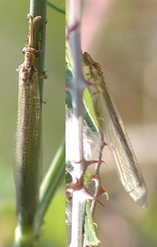 Creoleon sp.