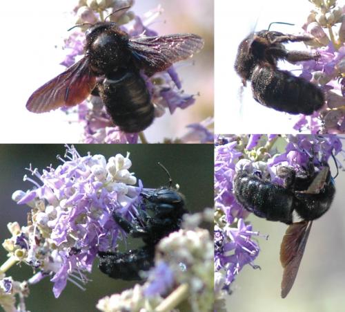 Xylocopa sp.