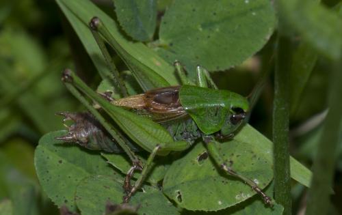 Metrioptera buyssoni