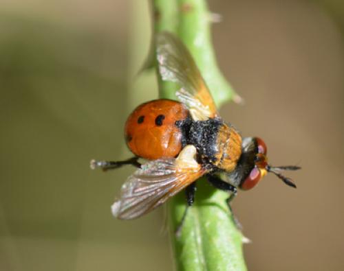 Gymnosoma sp.