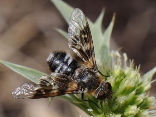 Thyridanthrax perspicillaris