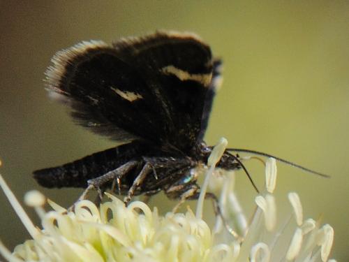 Heliothela wulfeniana