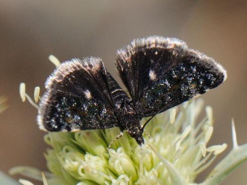 Heliothela wulfeniana